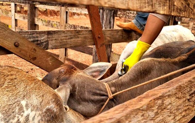 Vacinação contra brucelose terá ação em Bela Vista de Goiás